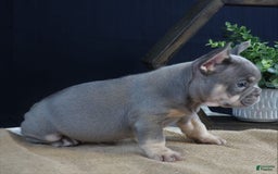 French Bulldog dogs for sale: Khloe - Image 2