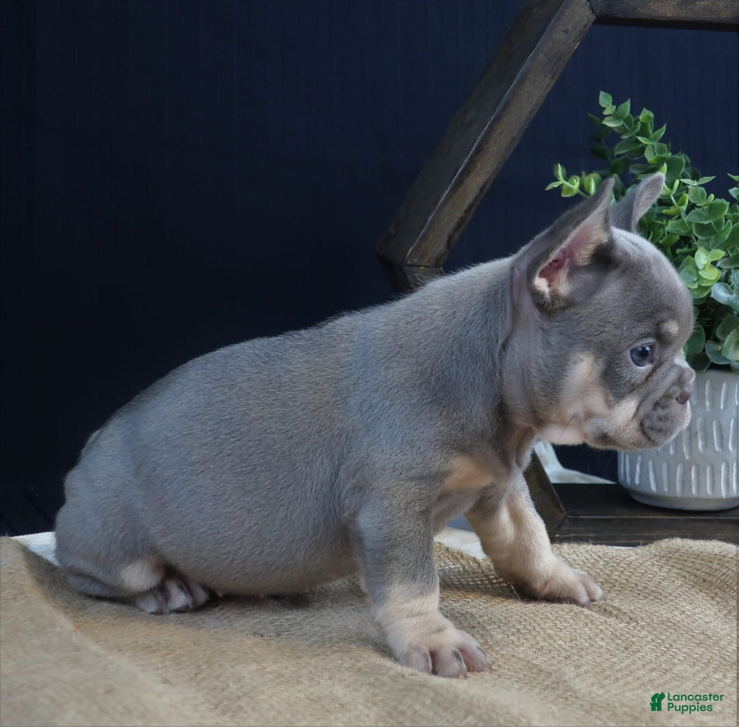 French Bulldog dogs for sale: Khloe - Image 2