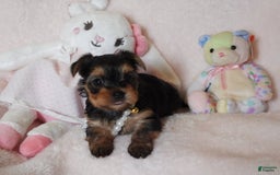Yorkshire Terrier dogs for sale: Cc - Image 13
