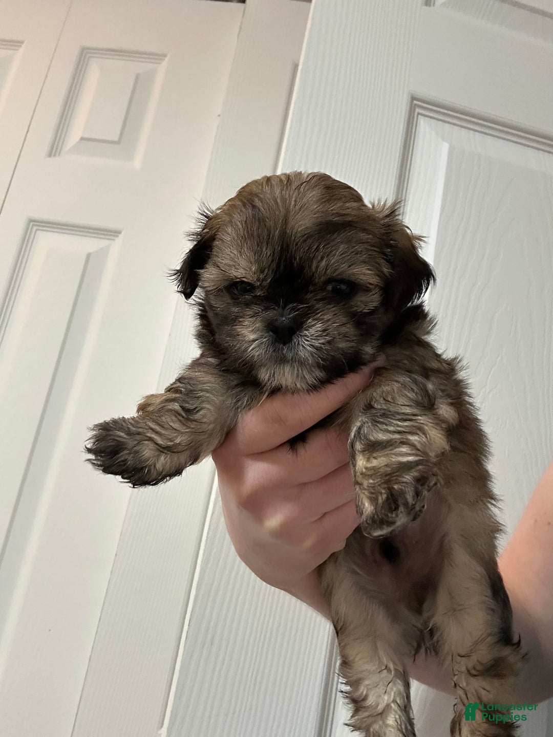 Shih Tzu dogs for sale: Francis - Image 1