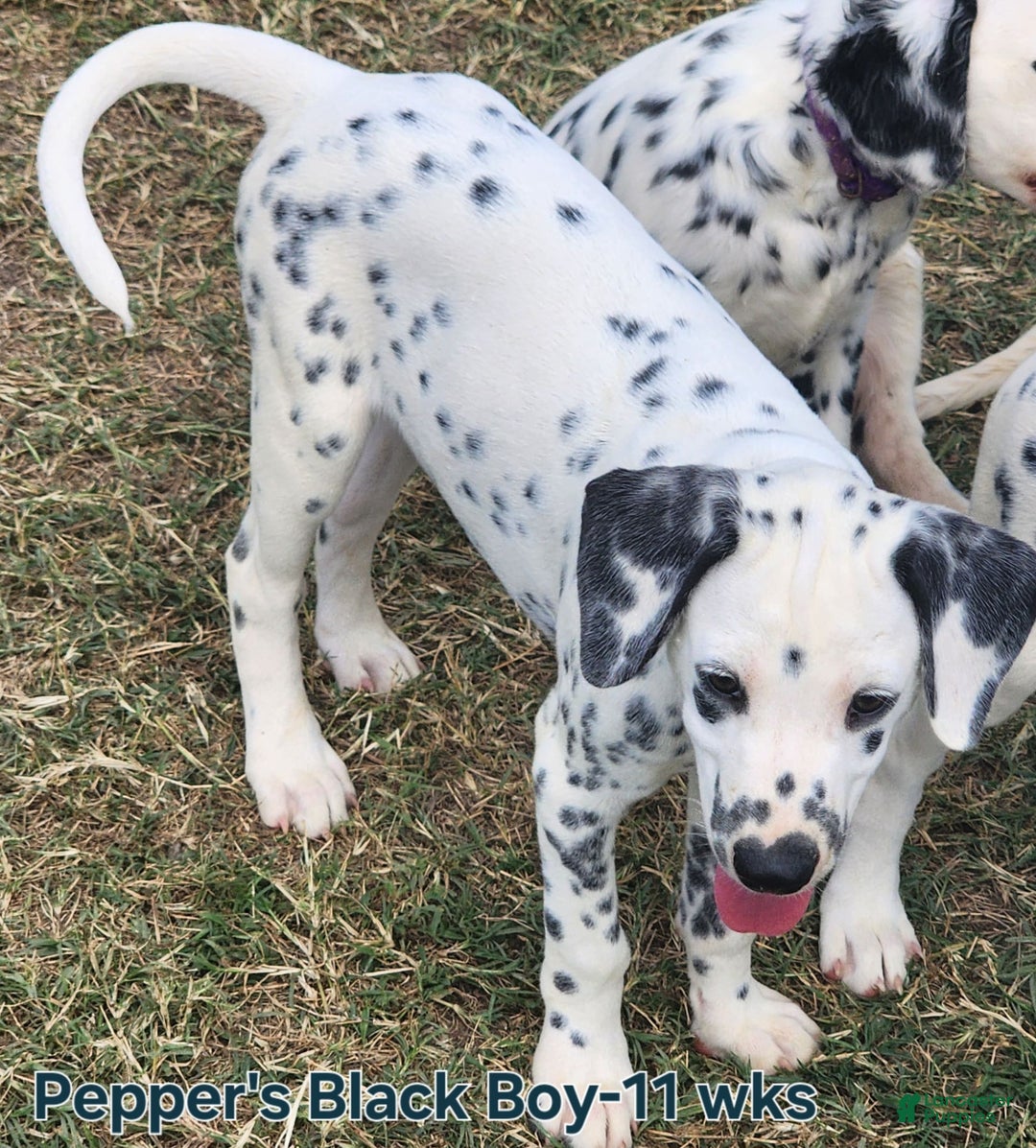 Dalmatian dogs for sale: Peppers Black Boy - Image 3