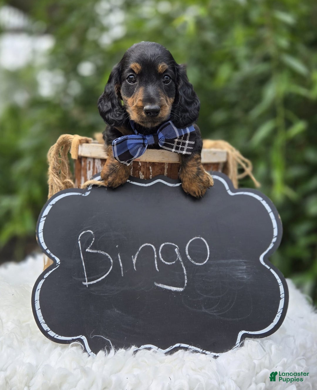 Miniature Dachshund dogs for sale: Bingo - Image 4
