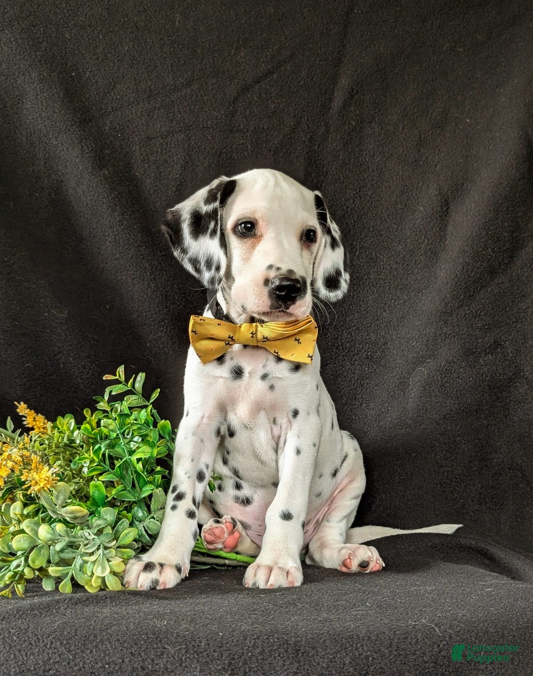 Dalmatian dogs for sale: Larenzo - Image 6