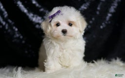 Miniature Poodle dogs for sale: Handsome - Image 3
