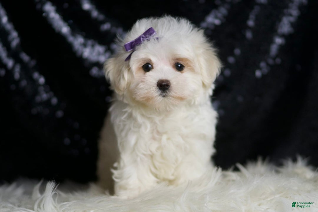 Miniature Poodle dogs for sale: Handsome - Image 3