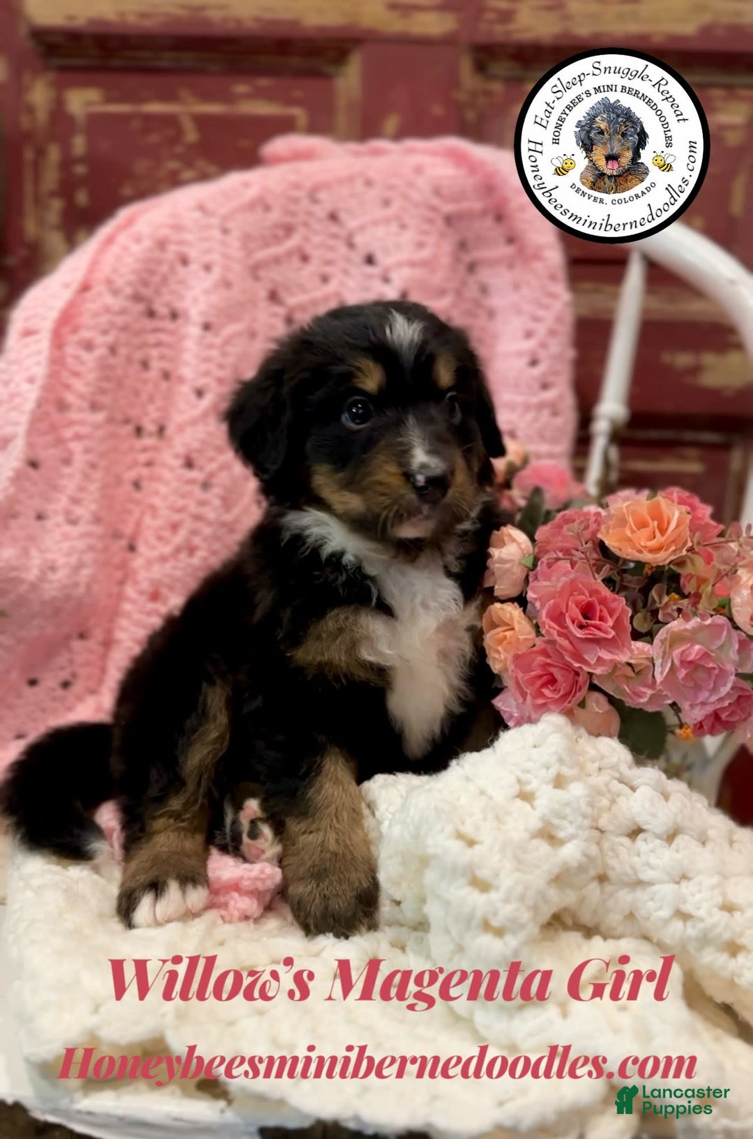 Mini Bernedoodle dogs for sale: Willows Magenta Girl - Image 6