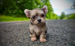 Morkie dogs for sale: Rare Merle Dragonfly - Image 12