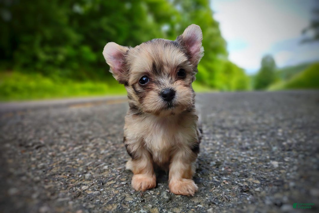 Morkie dogs for sale: Rare Merle Dragonfly - Image 12