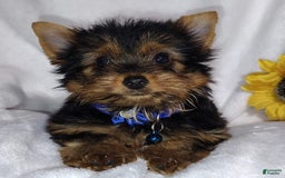 Yorkshire Terrier dogs for sale: Shep - Image 17