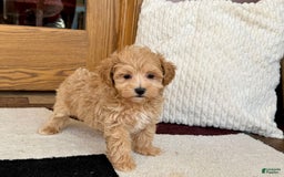 Maltipoo dogs for sale: Gordon - Image 16