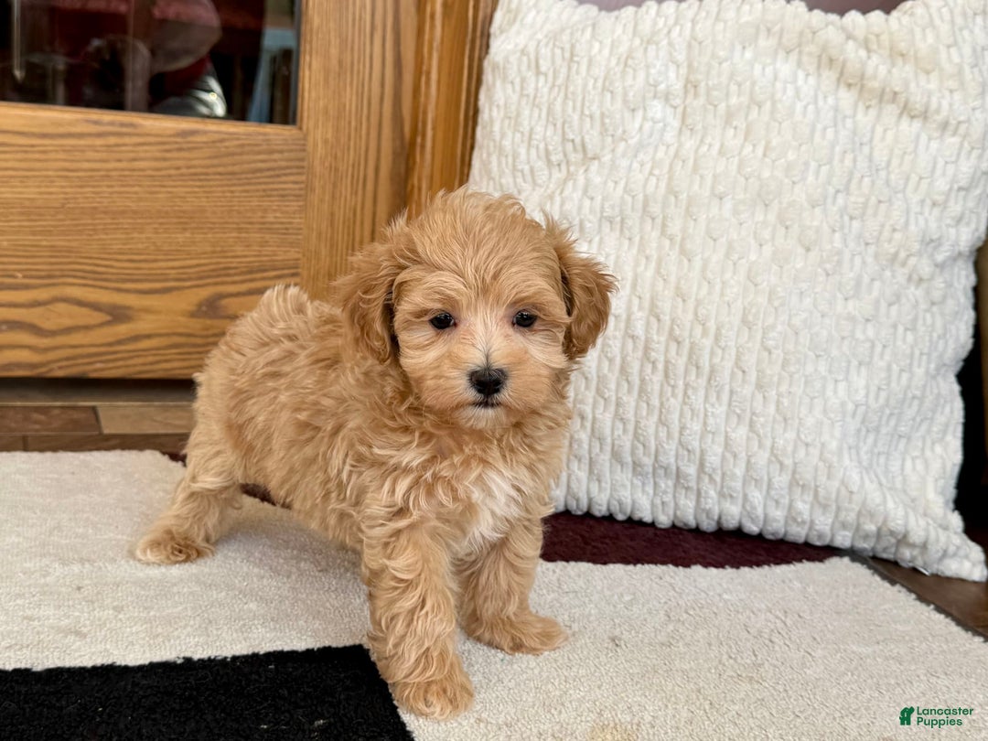 Maltipoo dogs for sale: Gordon - Image 16