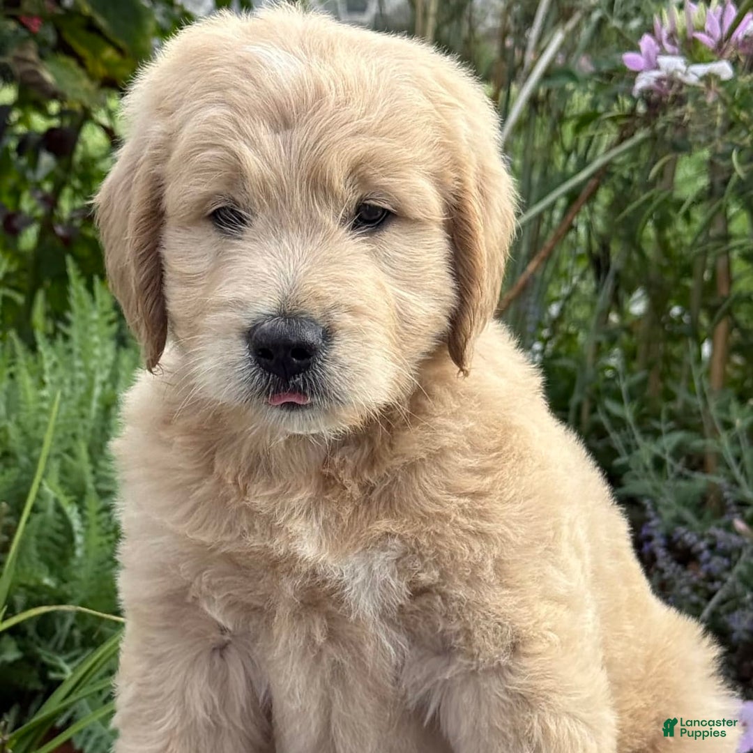 Goldendoodle dogs for sale: Justen - Image 11