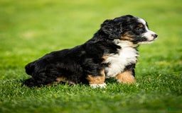 Mini Bernedoodle dogs for sale: Rue - Image 11