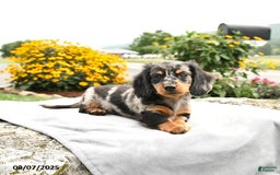 Miniature Dachshund dogs for sale: Checkers - Image 2
