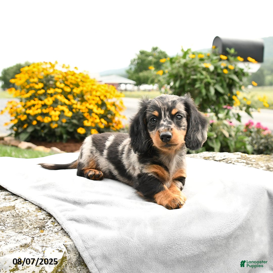 Miniature Dachshund dogs for sale: Checkers - Image 2
