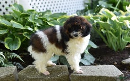 Miniature Poodle dogs for sale: Austin - Image 8