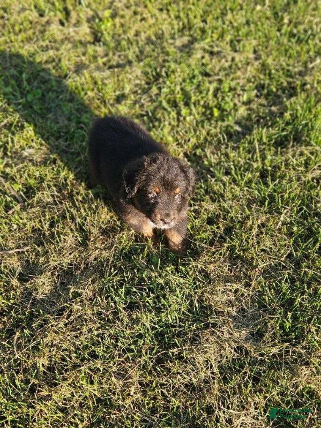 Australian Shepherd dogs for sale: Annee - Image 2