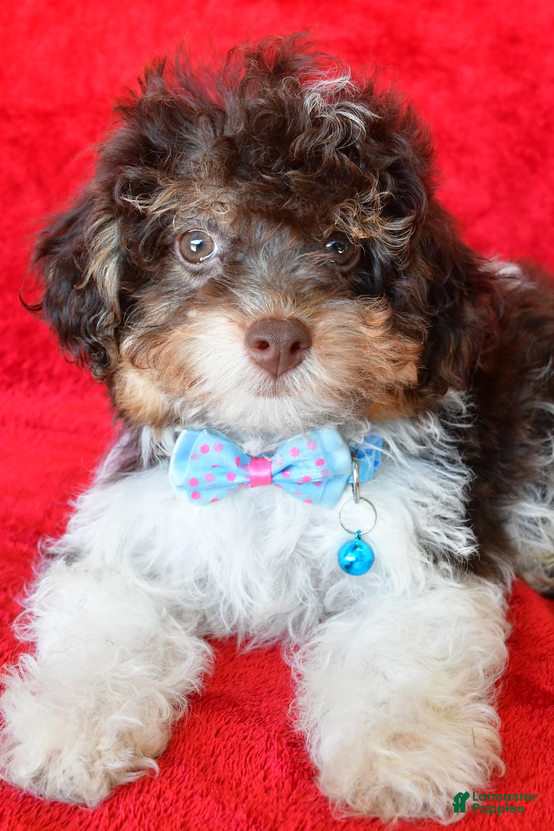 Shihpoo dogs for sale: Tysona - Image 2