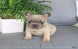 French Bulldog dogs for sale: Luna - Image 1