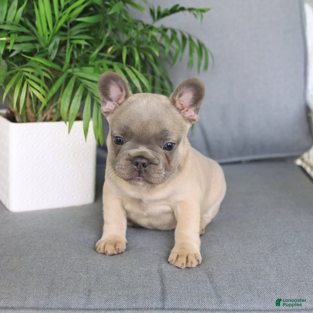 French Bulldog dogs for sale: Luna - Image 1