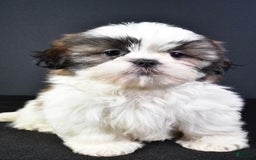 Shih Tzu dogs for sale: Jay - Image 5