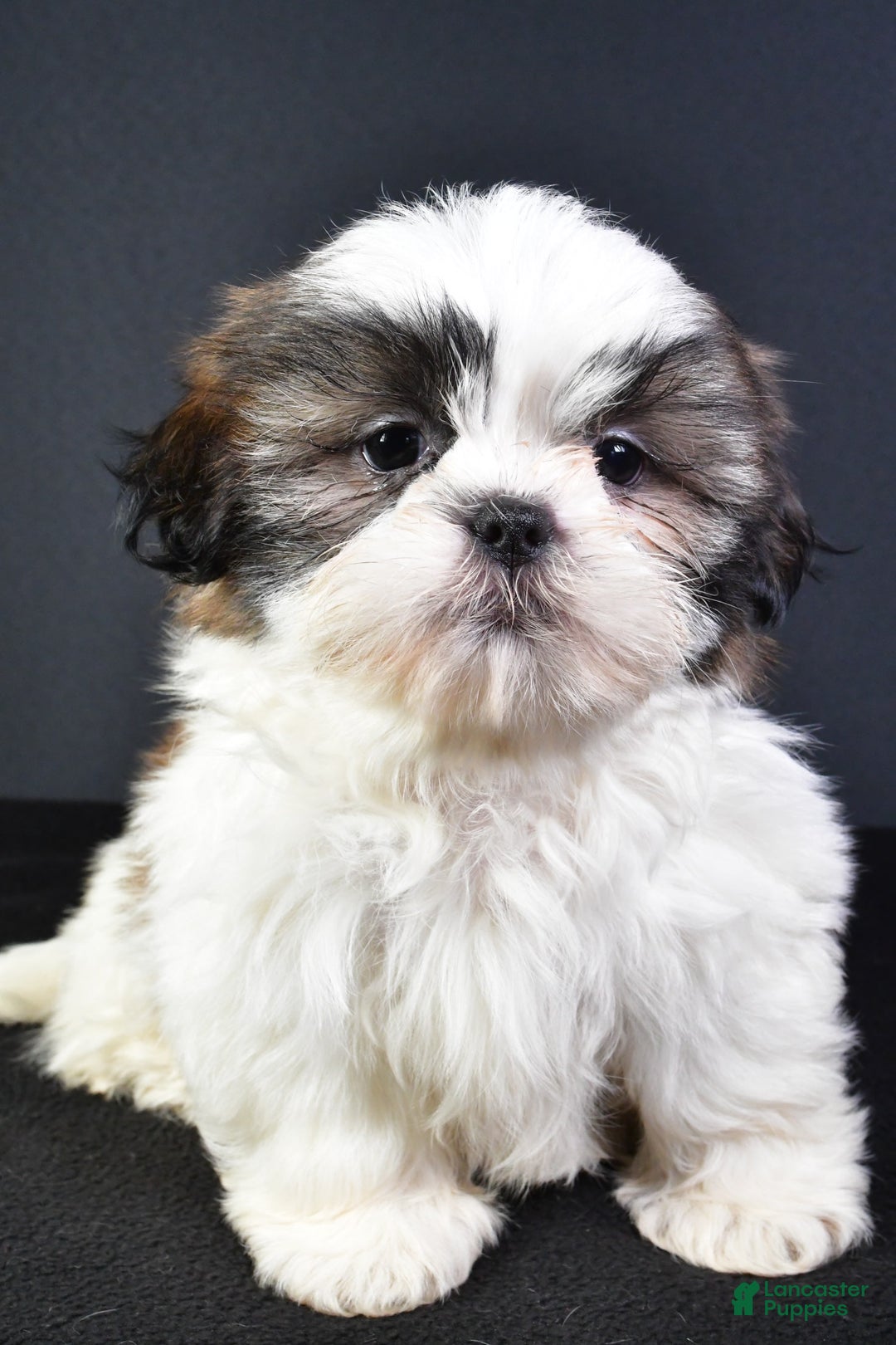 Shih Tzu dogs for sale: Jay - Image 5