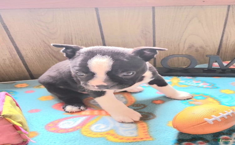 Boston Terrier dogs for sale - Ad 1