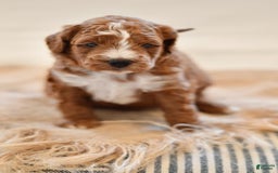 Goldendoodle dogs for sale: Smoky - Image 6