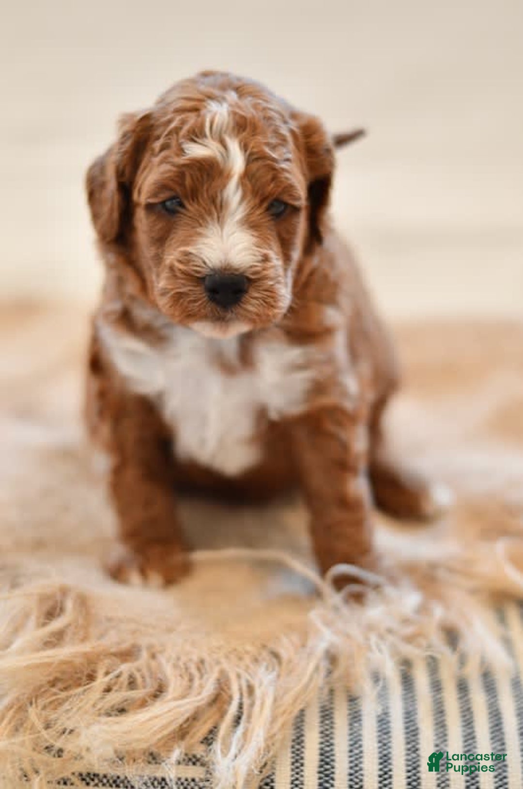 Goldendoodle dogs for sale: Smoky - Image 6