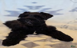 Miniature Schnauzer dogs for sale: Akc Shadow - Image 4