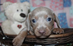 Dachshund dogs for sale: Stella Male 3 - Image 4