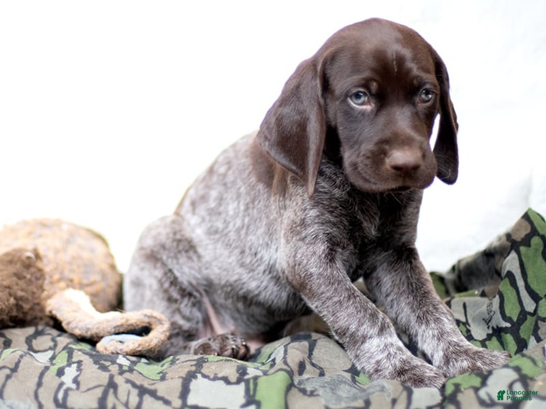German Shorthaired Pointer dogs for sale: German Shorthaired Pointer 6 puppies - Image 10