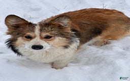American Corgi dogs for sale: Sterling - Image 5