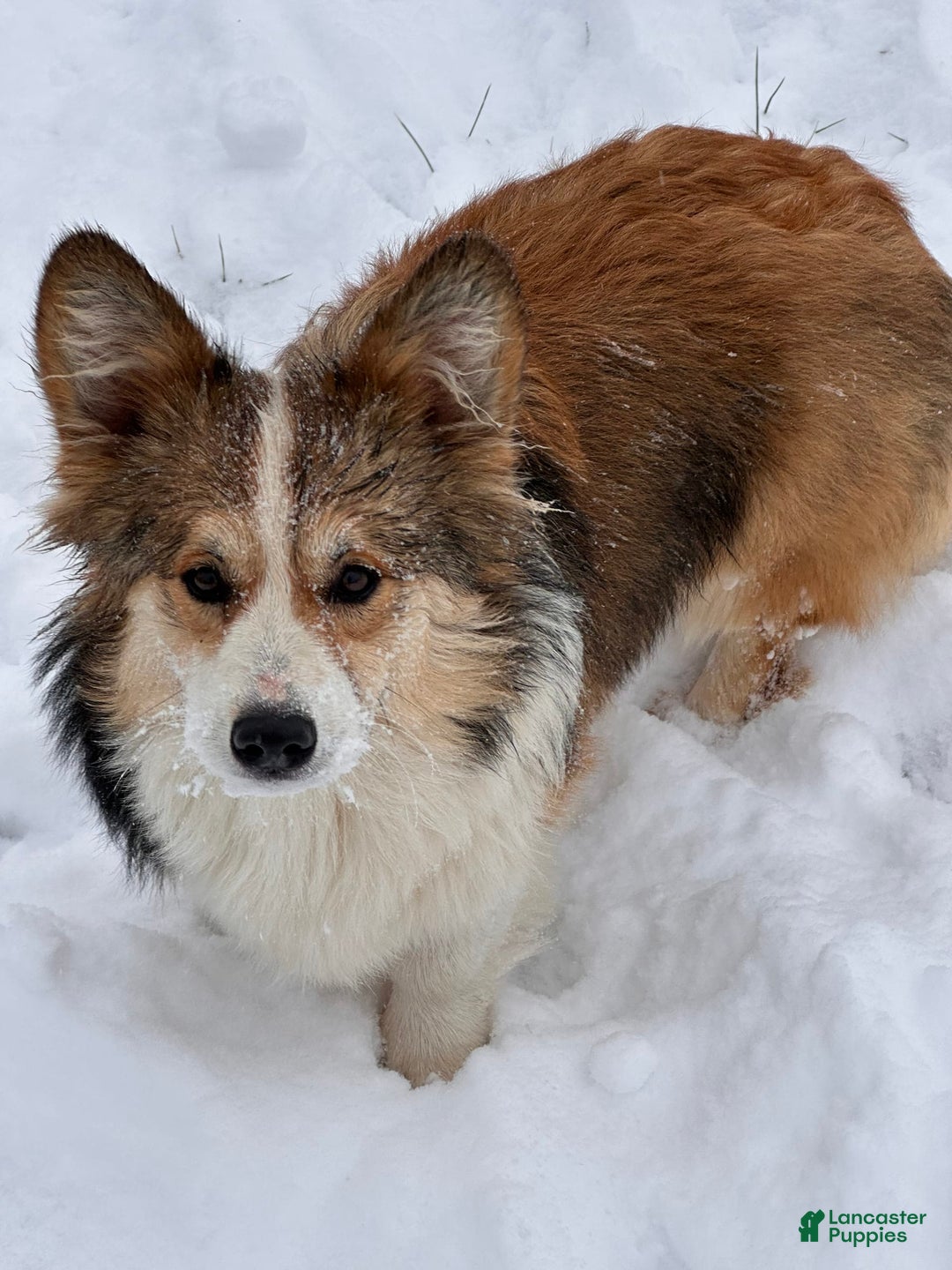 American Corgi dogs for sale: Sterling - Image 5