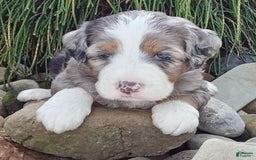 Mini Bernedoodle dogs for sale: Mia - Image 25