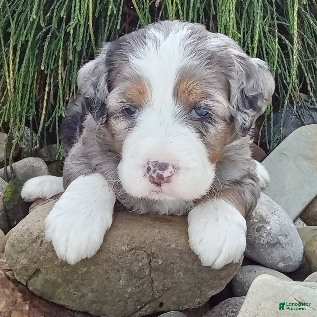 Mini Bernedoodle dogs for sale: Mia - Image 25