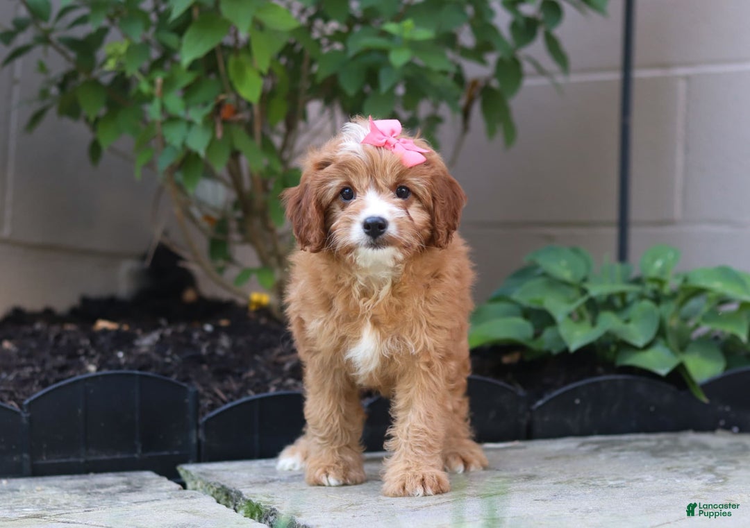 Cavapoo dogs for sale: Lily - Image 4