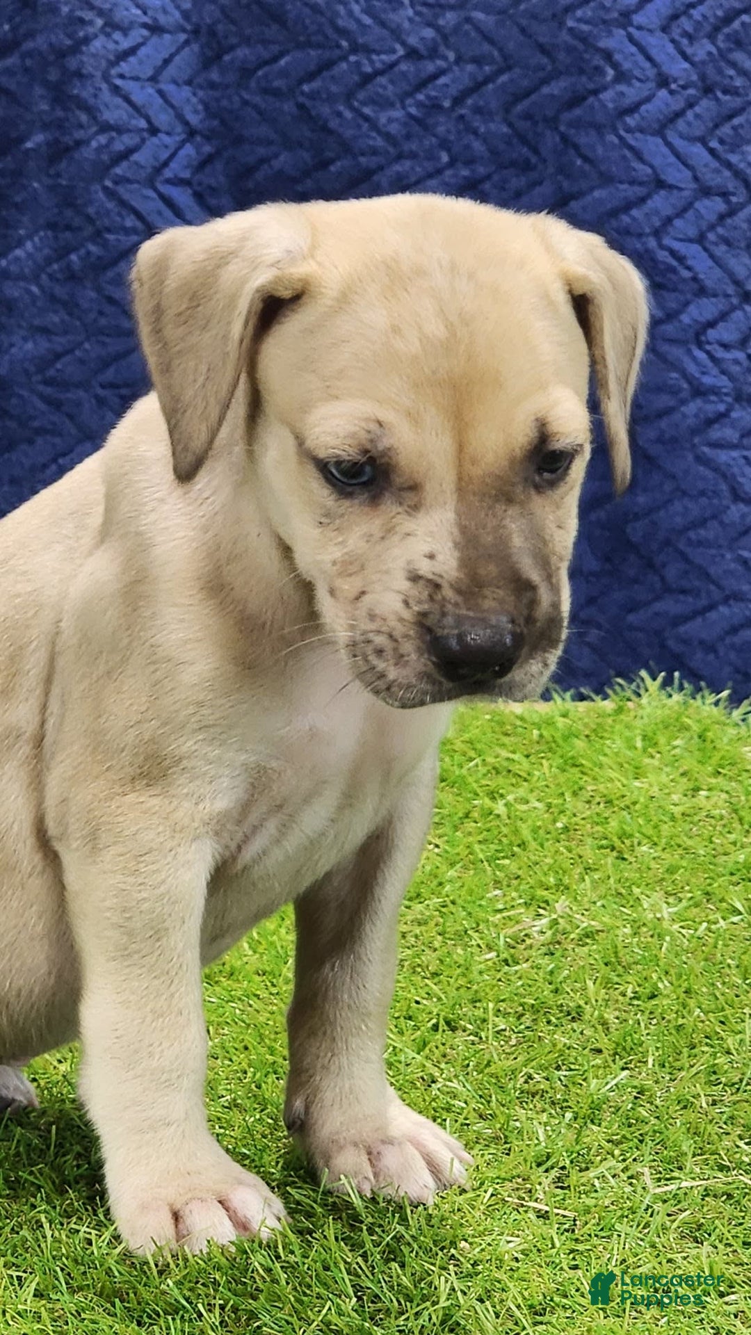 Catahoula Leopard Dog dogs for sale: Duchess 2025 Male 3 - Image 7