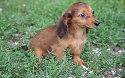 Miniature Dachshund dogs for sale: Dora - Image 1