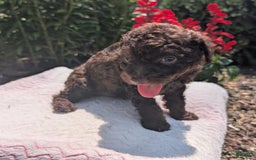 Toy Poodle dogs for sale: Buffy - Image 13