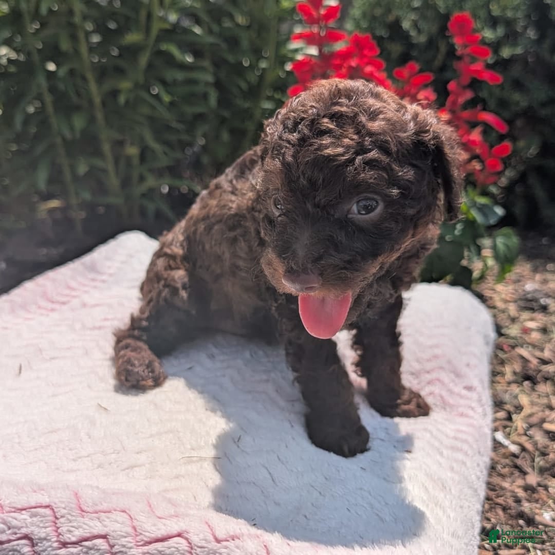 Toy Poodle dogs for sale: Buffy - Image 13
