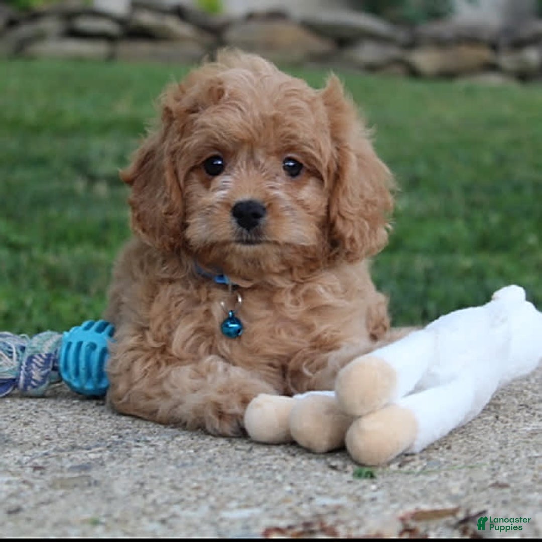 Cavapoo dogs for sale: Lance - Image 2