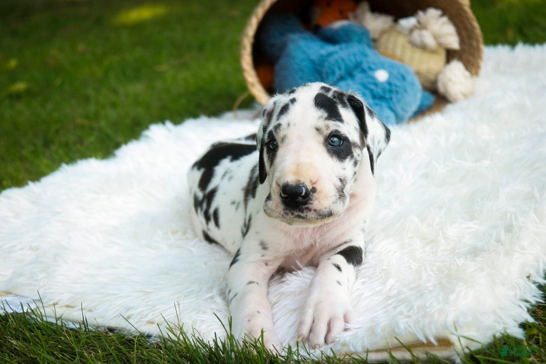 Great Dane dogs for sale: Legend - Image 2