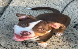 American Pit Bull Terrier dogs for sale: Butta - Image 3