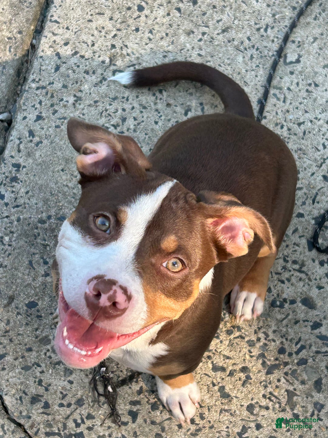 American Pit Bull Terrier dogs for sale: Butta - Image 3