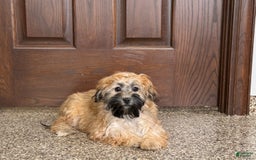 Havanese dogs for sale: Todd - Image 1