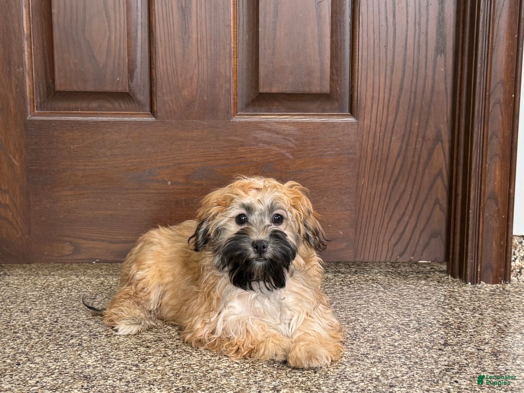Havanese dogs for sale: Todd - Image 1