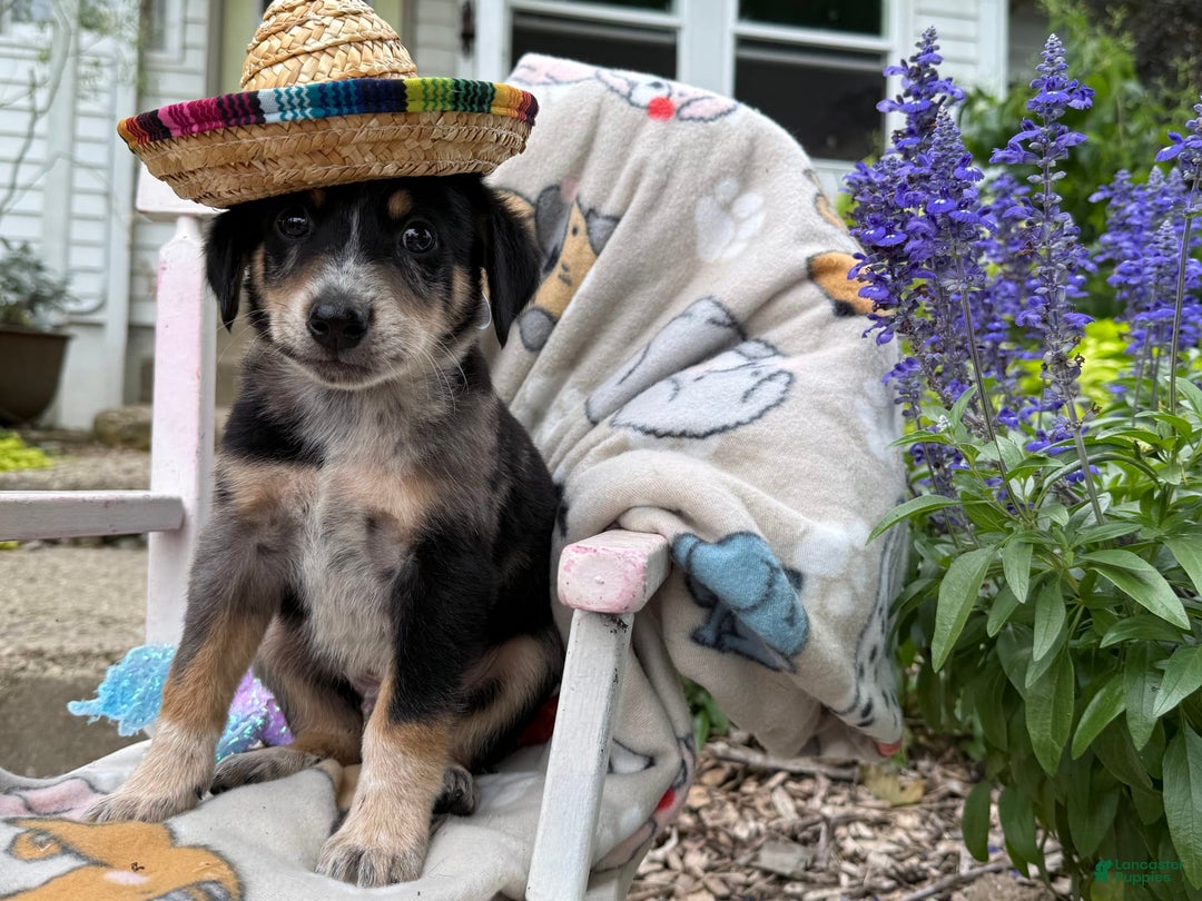 Australian Cattle Dog dogs for sale: Milo - Image 6