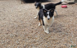 Shetland Sheepdog dogs for sale: Reese - Image 4