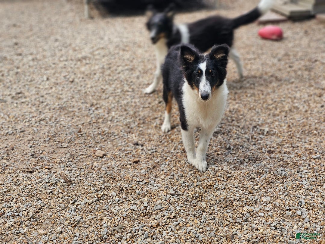 Shetland Sheepdog dogs for sale: Reese - Image 4